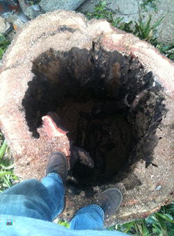 Close-up of root rot hollow at the base of a tree