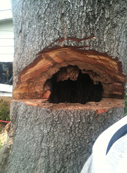 Hollowed, decayed tree trunk showing internal rot